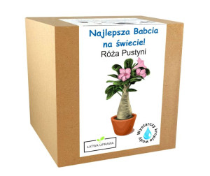 Zestaw do Uprawy Róża Pustyni prezent dzień babci