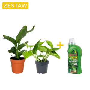 Strelicja Epiremnum Prosty w uprawie zestaw+ Nawóz