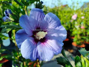 Ketmia syryjska Oiseau Blue hibiskus P9 Niebieski