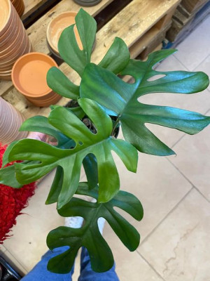 monstera deliciosa 'little sister'