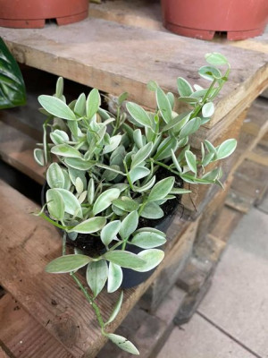 dischidia onanthe white diamond