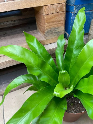 asplenium antiquum | paproć zanokcica stara