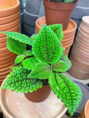 pilea moon valley