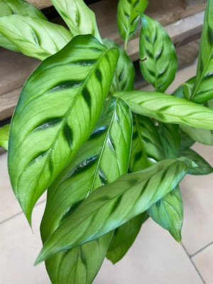 kalatea • calathea leopardina