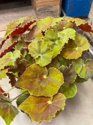 begonia anthum love OGNISKA pomarańczowa
