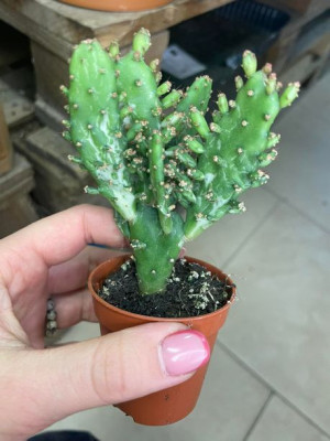 Opuntia monacantha 'Joseph's Coat Variegata' OPUNCJA