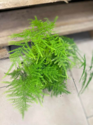 szparag pierzasty • asparagus setaceus