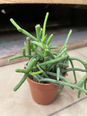 rhipsalis heteroclada patyczak