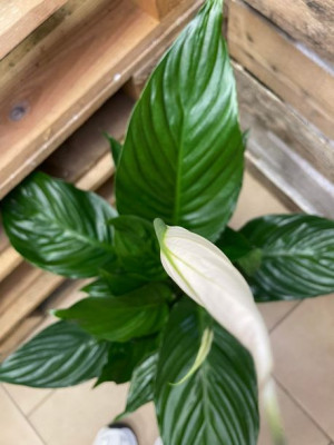 skrzydłokwiat Spathiphyllum 'Sweet Mario