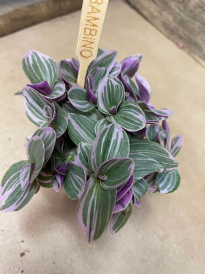trzykrotka Tradescantia cerinth. 'Sweetness'