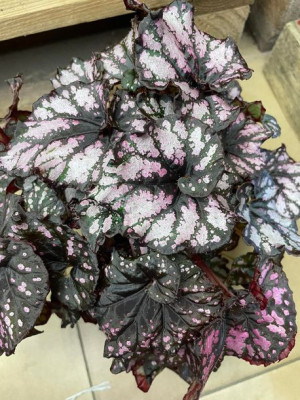 Begonia BD MagicColours Cumbia