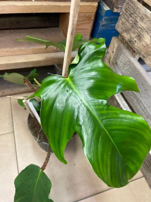 filodendron • philodendron squamiferum