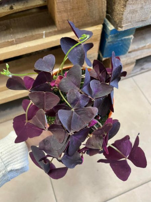 szczawik  oxalis triangularis  BORDOWY