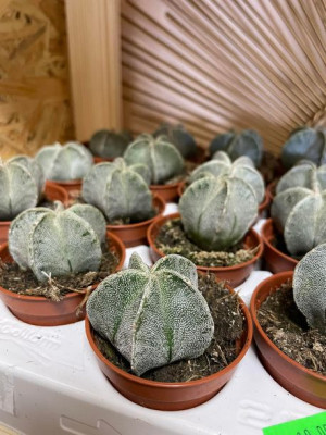Astrophytum myriostigma kaktus