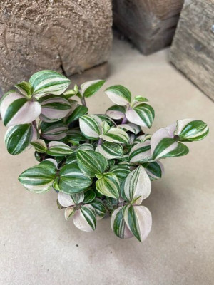 trzykrotka | tradescantia  quadricolor