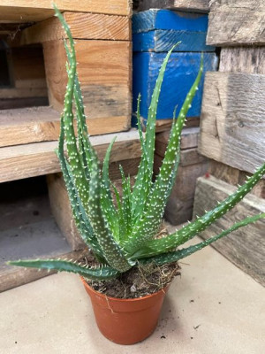 Aloe humilis aloes