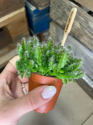 hylocereus undatus smoczy owoc pitaja