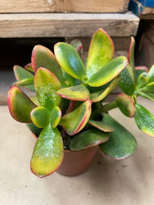 grubosz | Crassula ovata 'Sunset'