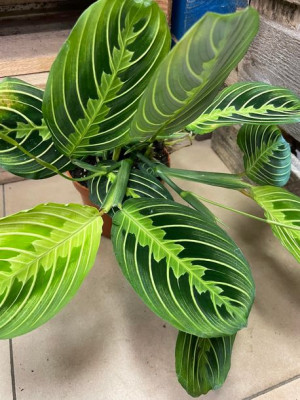 Maranta lemon lime