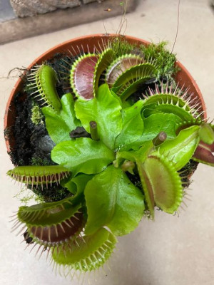 Dionaea muscipula Muchołówka amerykańska owadożerna roślina
