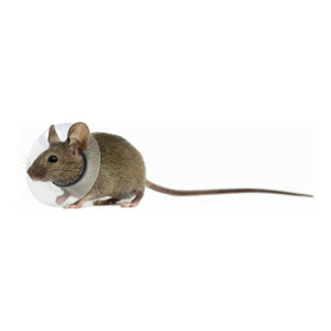 Obroża Elżbietańska dla Gryzoni KVP Przezroczysty (2.5-3.2 cm)
