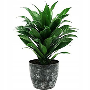 Dracena Zielona Dracaena Fragrans 'Compacta'