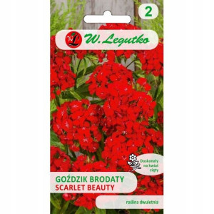 Nasiona Goździk brodaty SCARLET BEAUTY 0,5 g