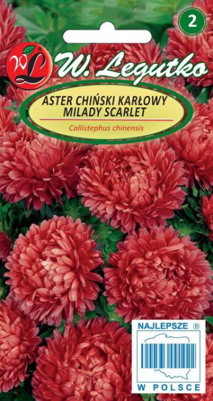 Aster Chiński Karłowy Milady Czerwony 1 G