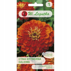 Cynia - wytworna - daliowa - Orange King 1 G