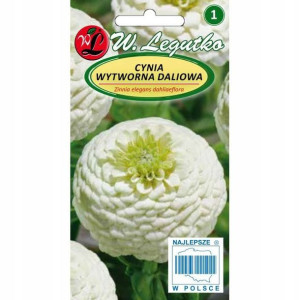 Cynia - wytworna - daliowa - Polar Bear 1G