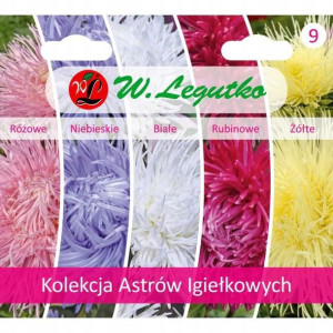 Kolekcja Astrów Igiełkowych Legutko 1,5 G