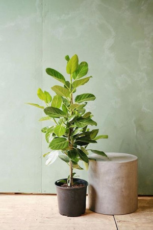 Fikus Figowiec Bengalski Audrey Ficus Duży