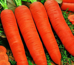 Torseed Marchew Jadalna Berlikumer 2 50g