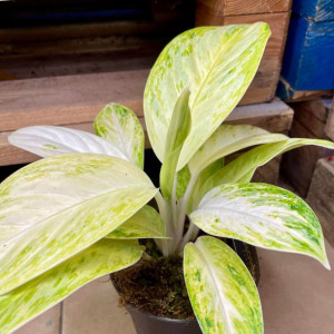 aglaonema arctic lime