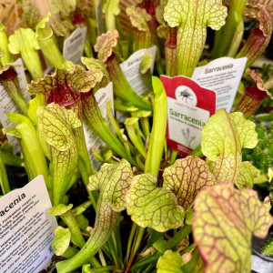 Sarracenia kapturnica owadożerna