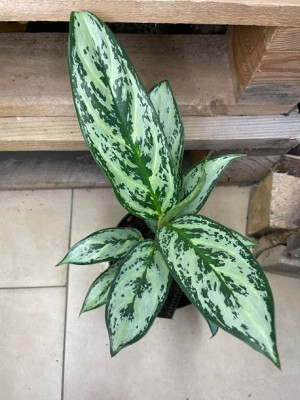 aglaonema