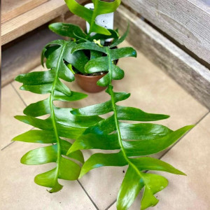 Epiphyllum chrysocardium