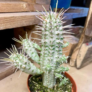 Euphorbia mammillaris wilczomlecz variegata