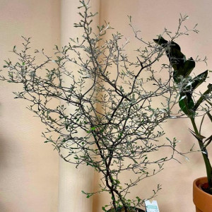 corokia cotoneaster - zygzakowaty krzew - irgowata