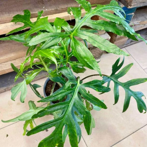 Alocasia brancifolia 'Pink Passion' alokazja  GĘSTA 50cm
