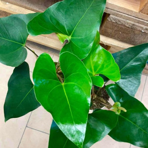 anthurium arrow