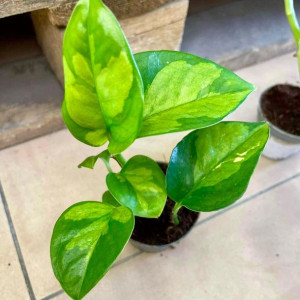 Epipremnum pinnatum 'Global Green' MALUCH