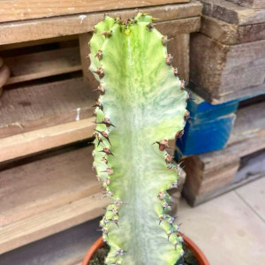 euphorbia ingens 'Variegata' wilczomlecz variegata
