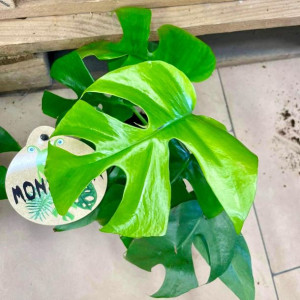 Monstera minima rhaphidophora tetrasperma