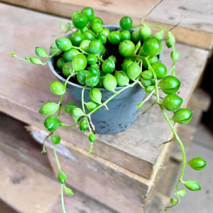 starzec  • senecio rowleyanus