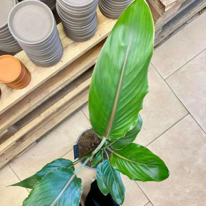Strelicja królewska Rajski ptak kwiat | Strelitzia reginae