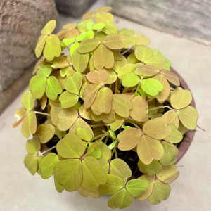 szczawik pomarańczowy oxalis sunset velvet