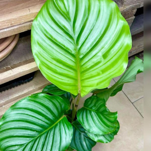 Kalatea okrągłolistna | Calathea orbifolia