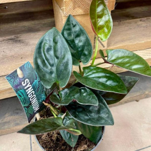 Syngonium red arrow