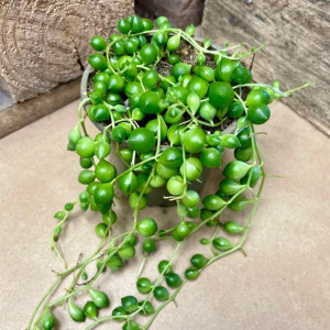 starzec rowleyanus • senecio rowleya - sznur kulek
